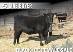 Lot 6: Blackline Erica Ivy 2319