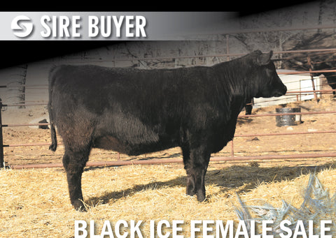 Lot 6: Blackline Erica Ivy 2319