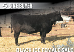 Lot 6: Blackline Erica Ivy 2319