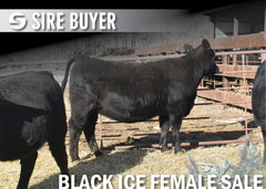 Lot 7: Blackline Blackcap May 2320