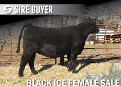 Lot 7: Blackline Blackcap May 2320