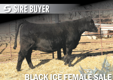 Lot 7: Blackline Blackcap May 2320