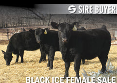 Lot 1: Blackline Emblynette 2342