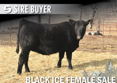 Lot 1: Blackline Emblynette 2342