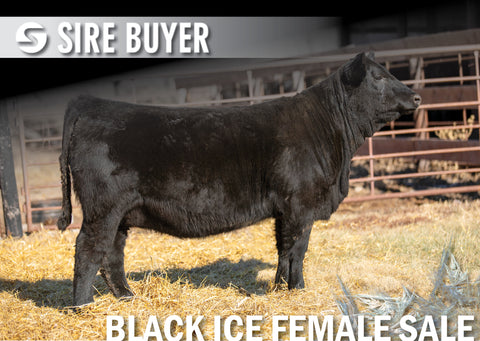 Lot 1: Blackline Emblynette 2342