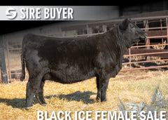 Lot 1: Blackline Emblynette 2342
