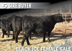 Lot 9: Blackline Lucy 2465