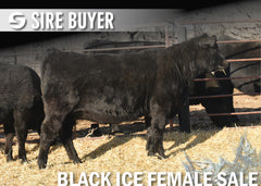 Lot 9: Blackline Lucy 2465