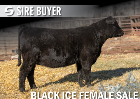 Lot 9: Blackline Lucy 2465