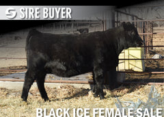 Lot 10: Blackline Madame Pride 2516