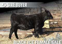 Lot 10: Blackline Madame Pride 2516