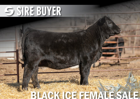 Lot 10: Blackline Madame Pride 2516