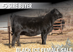 Lot 10: Blackline Madame Pride 2516