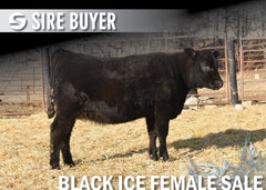 Lot 11: Blackline Blackbird 2522