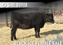 Lot 11: Blackline Blackbird 2522