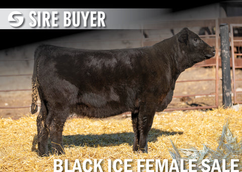 Lot 11: Blackline Blackbird 2522