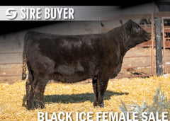 Lot 11: Blackline Blackbird 2522