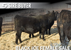 Lot 12: Blackline Emblynette 2523