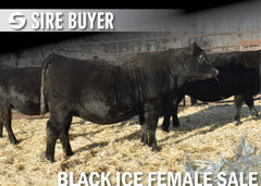 Lot 12: Blackline Emblynette 2523