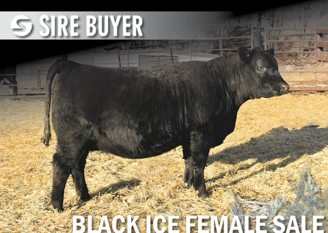 Lot 12: Blackline Emblynette 2523