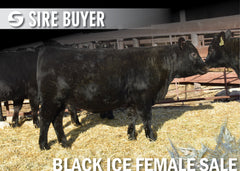Lot 15: Blackline Blackcap May 2830