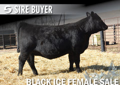 Lot 15: Blackline Blackcap May 2830