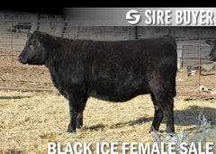 Lot 13: Blackline Emblynette 2674