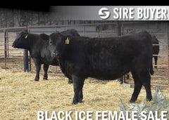 Lot 13: Blackline Emblynette 2674