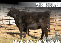 Lot 13: Blackline Emblynette 2674