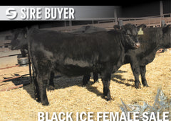 Lot 14: Blackline Madame Pride 2828