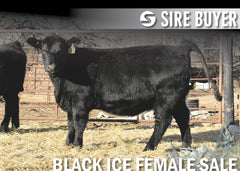 Lot 14: Blackline Madame Pride 2828