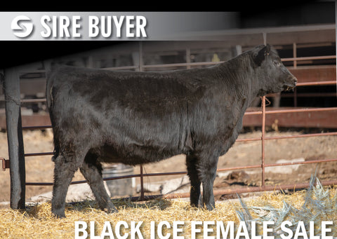 Lot 14: Blackline Madame Pride 2828