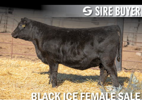 Lot 15: Blackline Blackcap May 2830