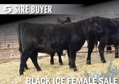 Lot 16: Blackline Blackcap May 2831