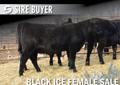 Lot 16: Blackline Blackcap May 2831