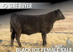 Lot 16: Blackline Blackcap May 2831