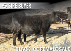 Lot 17: Blackline Blackcap May 2832