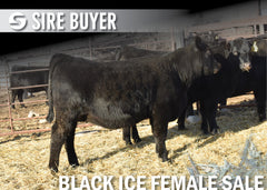Lot 17: Blackline Blackcap May 2832