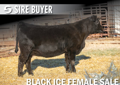 Lot 17: Blackline Blackcap May 2832