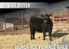 Lot 18: Blackline Blackcap May 2834