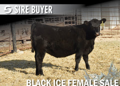 Lot 18: Blackline Blackcap May 2834