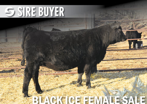 Lot 18: Blackline Blackcap May 2834