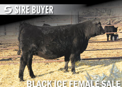 Lot 18: Blackline Blackcap May 2834