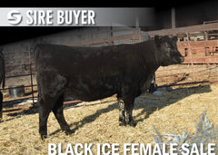 Lot 19: Blackline Blackcap May 2835