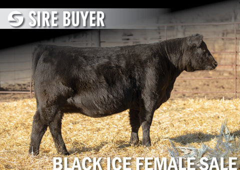 Lot 19: Blackline Blackcap May 2835