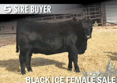 Lot 20: Blackline Blackcap May 2842