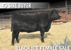 Lot 20: Blackline Blackcap May 2842