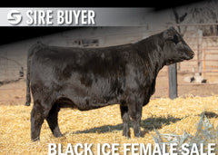 Lot 20: Blackline Blackcap May 2842