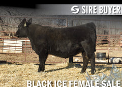 Lot 21: Blackline Elba 2868