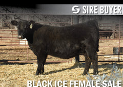 Lot 21: Blackline Elba 2868